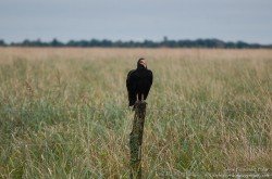 Jote Cabeza Amarilla (Cathartes burrovianus)