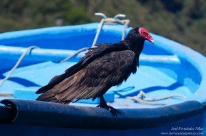 Jote de Cabeza Colorada (Cathartes aura)