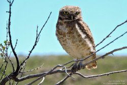 Lechucita Vizcachera (Athene cunicularia)