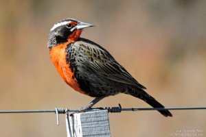 Loica (Sturnella loyca)