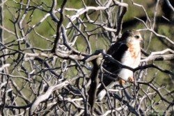 Milano Blanco (Elanus leucurus)