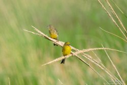 Misto (Sicalis luteola)