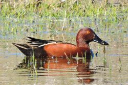 Pato Colorado (Anas cyanoptera)