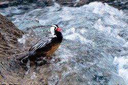 Pato de Torrente (Merganetta armata)