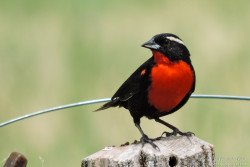 Pecho Colorado (Sturnella superciliaris)