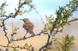 Pico de Plata (Hymenops perspicillatus)