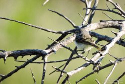 Piojito Trinador (Serpophaga griseiceps)