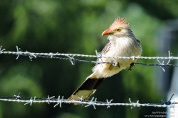Pirincho (Guira guira)