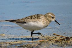 Playerito Unicolor (Calidris bairdii)