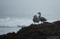 Quetro Austral (Tachyeres patachonicus)