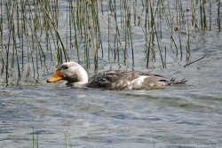 Quetro Volador (Tachyeres patachonicus)