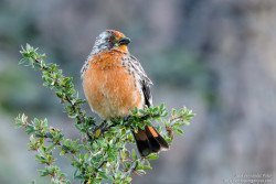 Rara (Phytotoma rara)