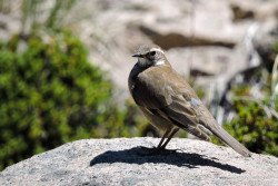 Remolinera Chica (Cinclodes oustaleti)_