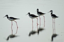 Tero Real (Himantopus melanurus)
