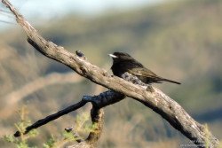 Viudita Chica (Knipolegus hudsoni)_