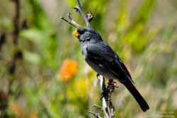 Yal Negro (Phrygilus fruticeti)