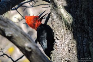 Carpintero gigante, macho (Campephilus magellanicus)