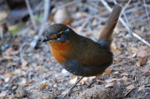 Chucao (Scelorchilus rubecula)