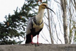 Bandurria Austral (Theristicus melanopis)