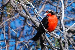 Loica (Sturnella loyca)