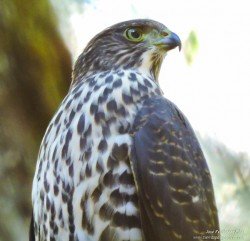 Esparvero Variado (Accipiter bicolor)