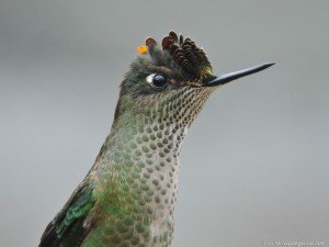 Picaflor Rubí (Sephanoides sephanoides)