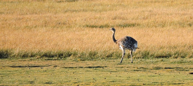 Choique (Rhea pennata) Choique (Rhea pennata)