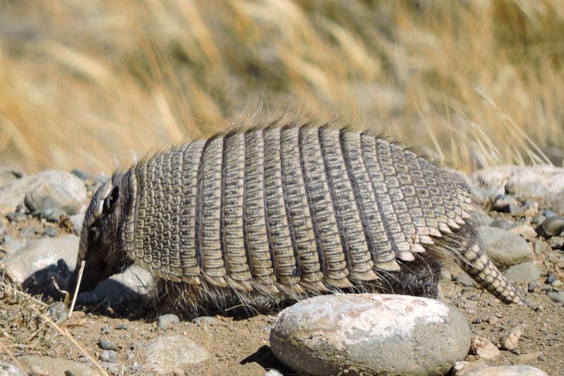 Peludo (Chaetophractus villosus)