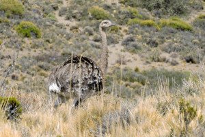 Choique (Rhea pennata)