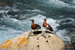 Cauquenes reales en el río Aluminé