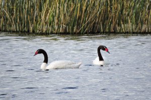 Cisnes de Cuello Negro (Cygnus melancoryphus)