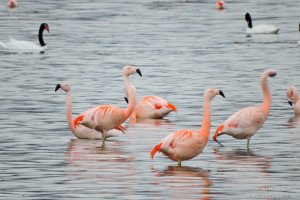 Flamenco austral (Phoenicopterus chilensis)