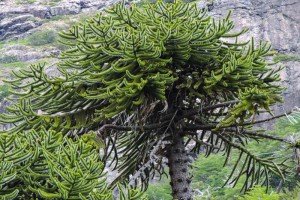 Cara Sur Volcán Lanín