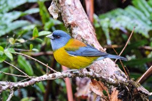 Comesebo patagónico (Phrygilus patagonicus)