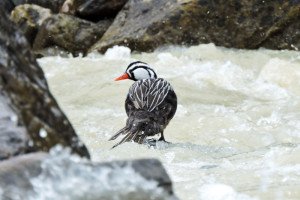 Pato de los torrentes (Merganetta armata)