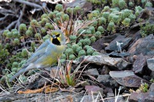 Yal Andino (Melanodera xanthogramma)